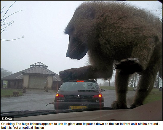 20110328 baboon king kong.jpg 킹콩의 복수?